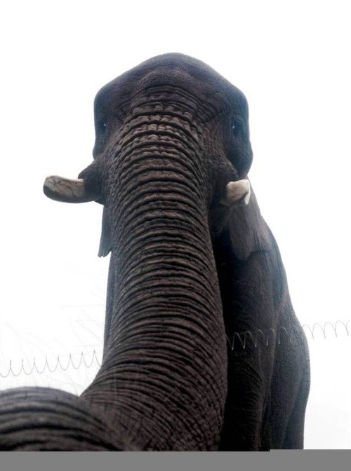 Prvá slonia selfie na svete