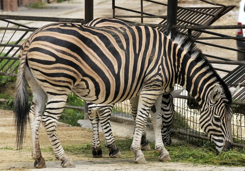 Zebra Chapmanova zo Zoo