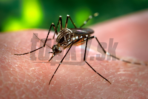 Komáre sú verejným nepriateľom číslo jeden!