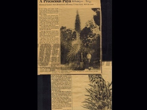 Puya raimondii v roku 1986