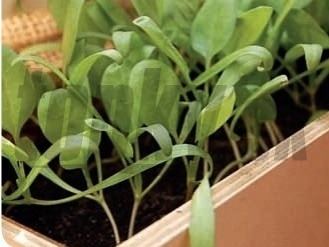 Urobte si záhradku na balkóne