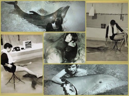Margaret Howe Lovattová pre BBC prezradila detaily o svojom živote s delfínom.