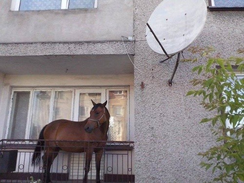 Poliak Borys kobylu ustajnil na balkóne
