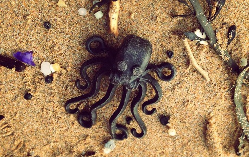 Anglické pláže zaplavili chobotnice a iná plastová háveď