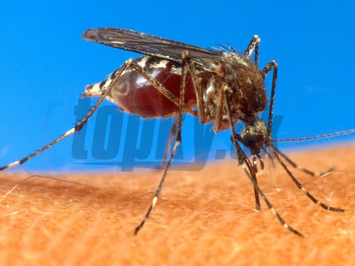 Chikungunya je prenášaná hmyzom