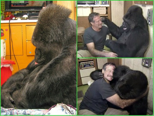 Robin Williams a jeho gorilia kamarátka Koko