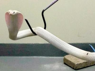 Biela kobra