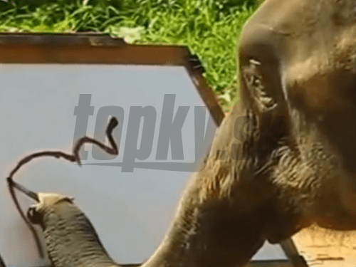 Sloník kreslí
