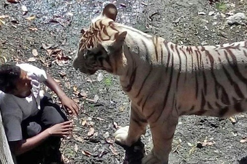 Mladého muža (22) v indickej zoo zabil samec bieleho tigra.