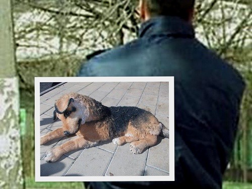 Plyšový psík zalarmoval policajtov aj Slobodu zvierat