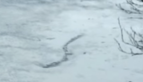 Islandský vodný had telom rozrážal zaľadnenú hladinu jazera
