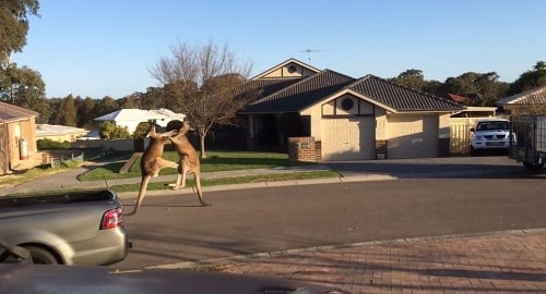 Kengury sa pobili priamo medzi obývanými domami.
