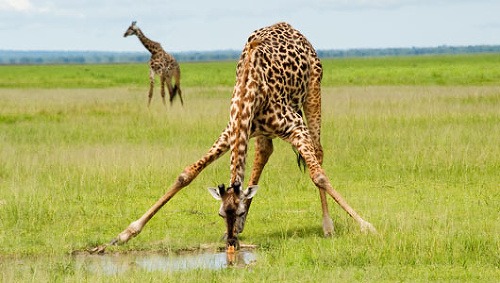 Žirafa musí pri pití roztiahnuť predné nohy.