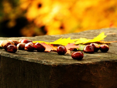 Aj nejedlé gaštany nájdu v domácnosti svoje uplatnenie