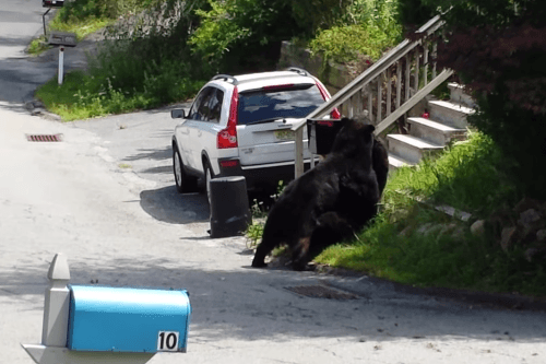 Medvede si na ceste vybavovali účty
