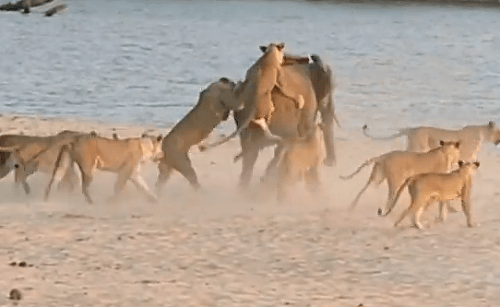 Na sloníča zaútočilo 14 levov