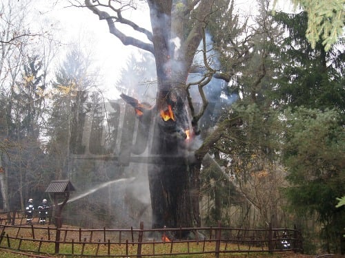 750-ročný dub v Poľsku
