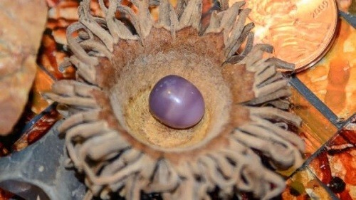 Purpurová perla