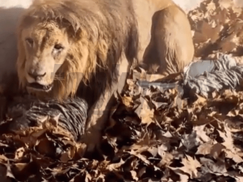 Obrovský lev si sadá na bezbranného muža