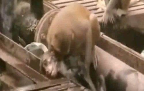 Opica zachránila život inej opici po zasiahnutí elektrickým prúdom.