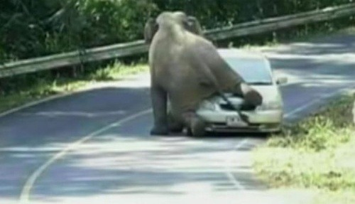 Slon vyskočil na auto a chcel sex