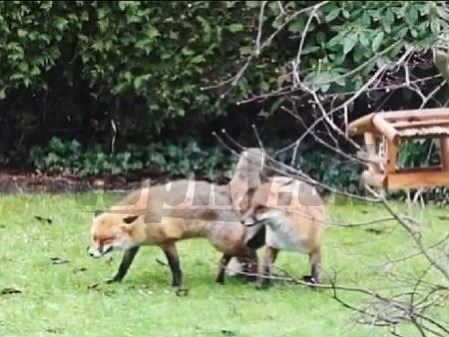 Líšky si nechceli ublížiť, práve naopak