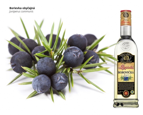 Borievka obyčajná - juniperus communis