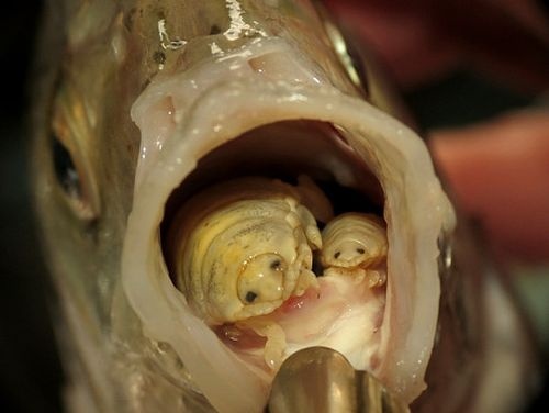ryba parazita jazyk