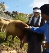 Na pastiera zaútočila ovca v priamom prenose
