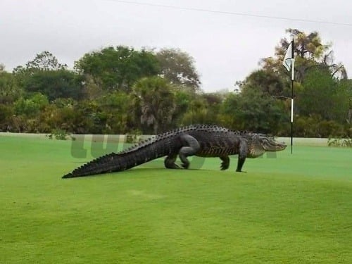 Aligátor sa ukázal na golfovom ihrisku v plnej kráse