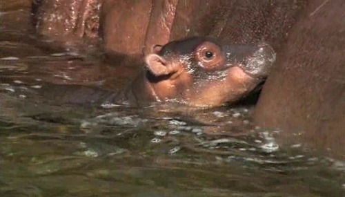 Hrošíka v San Diego Zoo nadšene vítajú stovky návštevníkov.