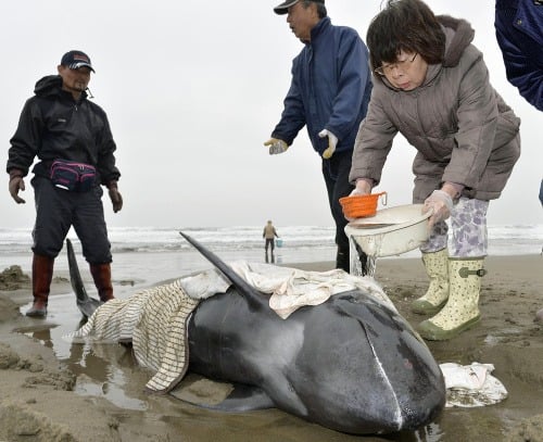 Na pláži v Japonsku uviazlo asi 150 delfínov