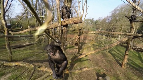 Šimpanz v arnhemskom zoo zrazil konárom dron nad svojou klietkou