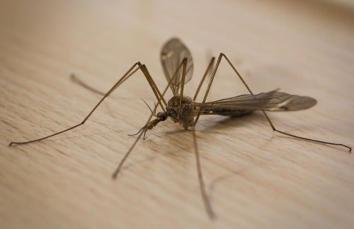 Tipula vyzerá ako obrovský komár