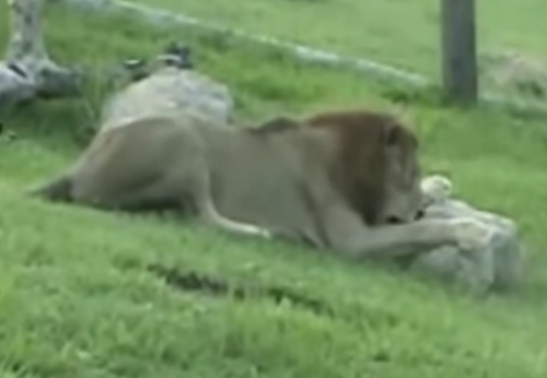 Cirkusový lev Will miloval ležanie na tráve