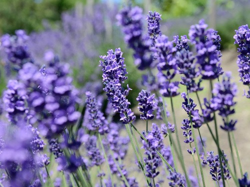 Levanduľové týždne v Tihány 