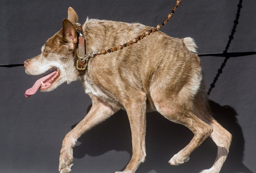 Quasi Modo, najškaredší pes na svete.
