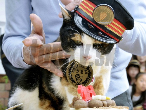 Japonsko oplakáva mačku, ktorá slúžila ako prednostka stanice 