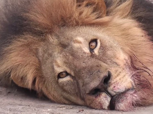 Najslávnejší lev v Afrike Cecil