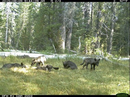 V Kalifornii objavili svorku šedých vlkov.