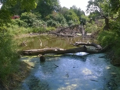 Prírodná tôň, ktorú obývajú aj bobry. Nachádza sa v záhrade zámku Orth.