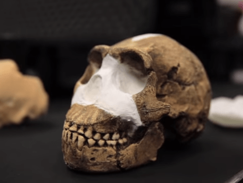 Lebka človeka Homo Naledi