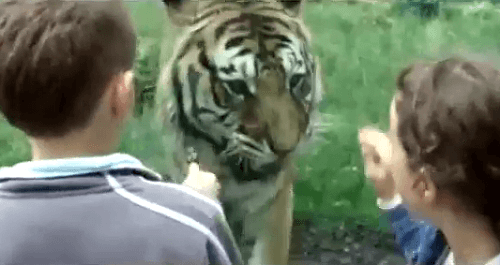 Tiger v poľskej Zoo smrteľne zranil chovateľa 