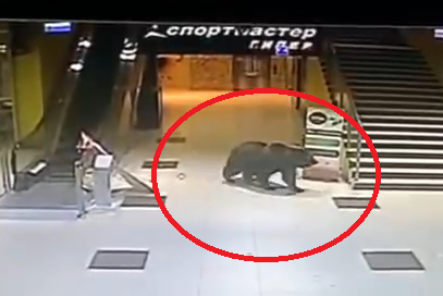 Medveď v nákupnom centre