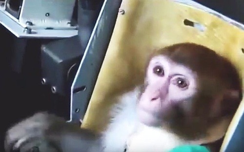 Rusi sa chystajú poslať do vesmíru opice.