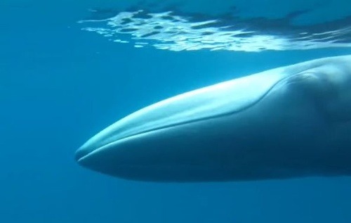Vzácne veľryby na videu potešili vedcov.