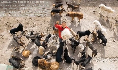 Wang zachránil minimálne tisíc psov
