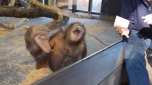 Úprimná radosť opice 