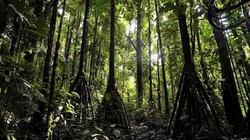 Chodiace stromy v ekvádorskom pralese