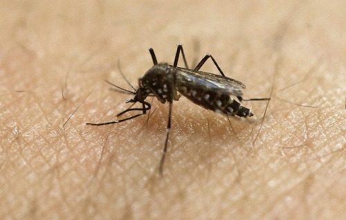 Doteraz vírus Zika prenášali najmä komáre